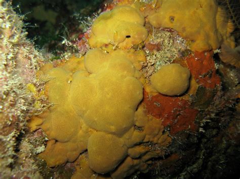  Ceratoporella!  A Sponge That Looks Like It Was Knitted by Grandma, Yet Thrives in the Harsh Deep Sea