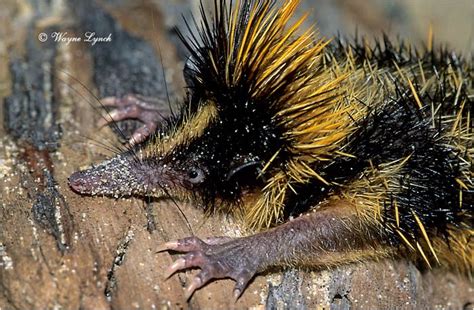  Tenrec!  A Small Mammal With Spiky Fur That Thrives in Unexpected Habitats