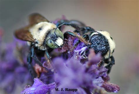  Xylocopa! นกหวีดไม้ตัวน้อย ที่ซ่อนพลังงานมหาศาลไว้ในร่างกายอันกระฉับกระเฉง