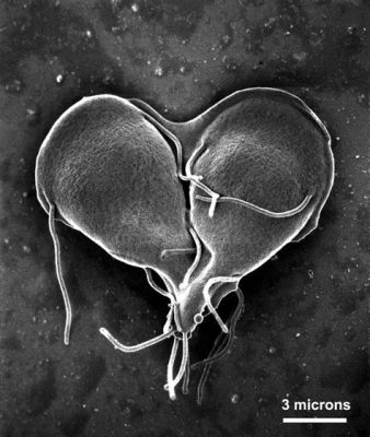  Giardia!  A Microscopic Master of Disguise Lurking in Your Drinking Water