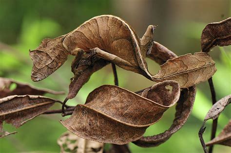  Uroplatus หากลีบไม้มีชีวิต!  สัตว์เลื้อยคลานที่สามารถปลอมตัวให้กลายเป็นหนึ่งเดียวกับธรรมชาติ