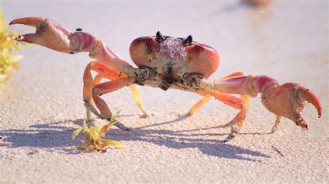  Yemen Crab! A Tiny Terror Lurking Deep Beneath the Ocean Floor?